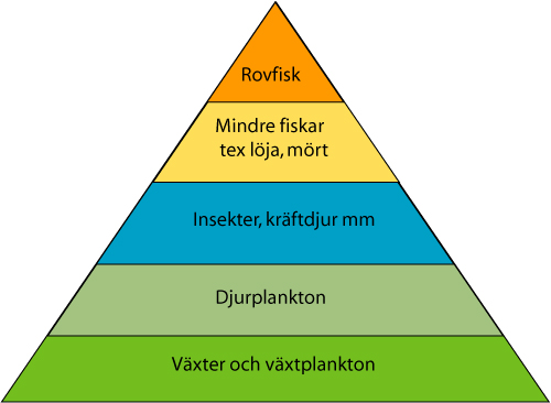 Näringspyramid.jpg