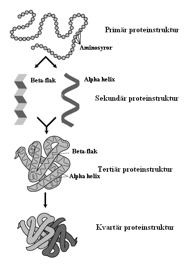 Protein-structure_2.png