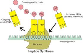 proteinsyntes3.jpg