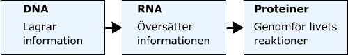 DNA ger RNA ger Protein.