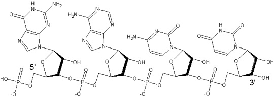 RNA är en enkel polynukleotidkedja.