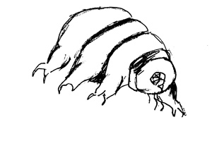 Illustration: Groddjur
