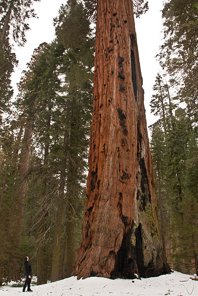 402px-Sequoia_National_Park,_California_(2011).jpg