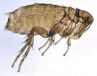 Pestloppa.jpg