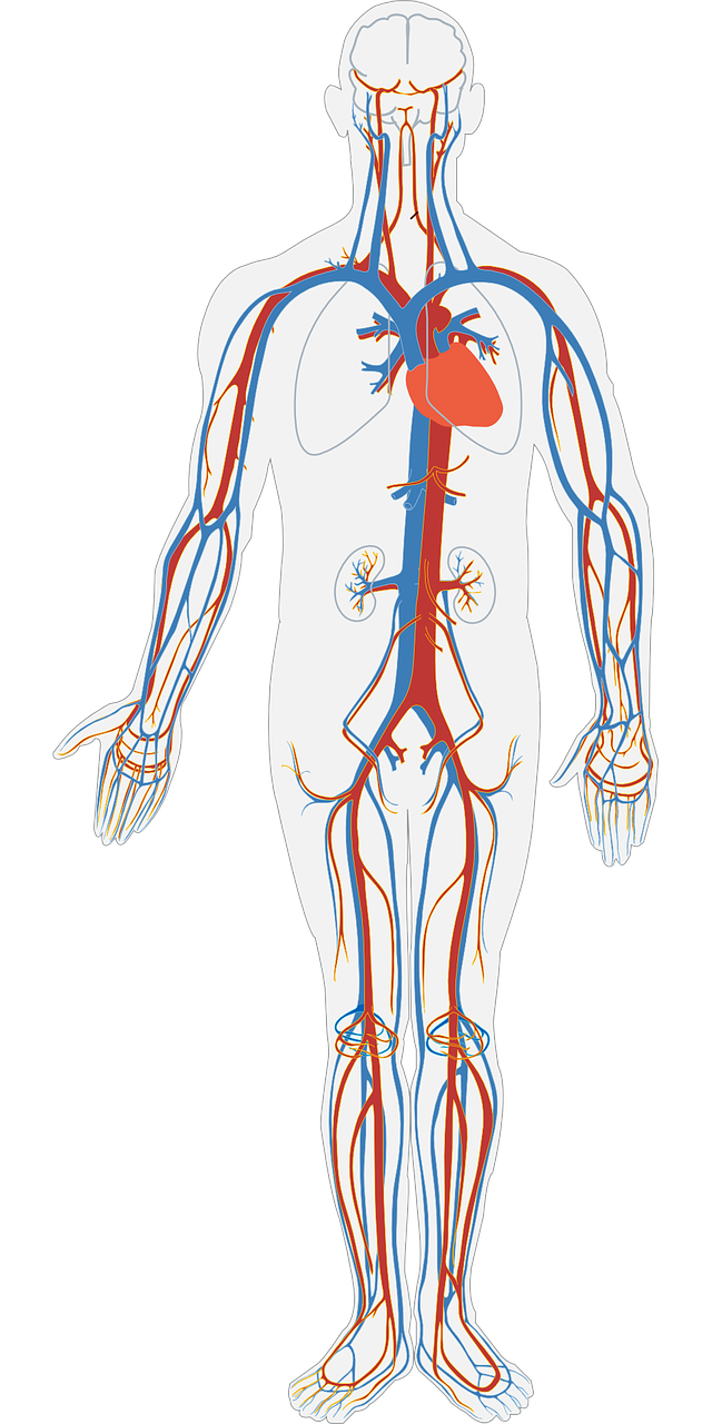 human-body-311864_1280.png