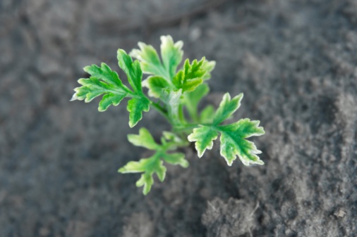 planta.jpg