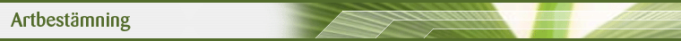 Rubriktext